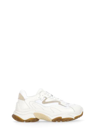 Ash Addict Sneakers - Ash - Modalova