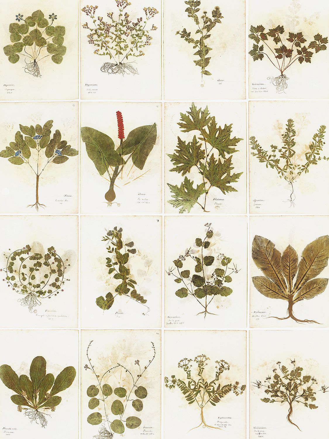 Botanica Printed Wallpaper - ARJUMAND'S WORLD - Modalova