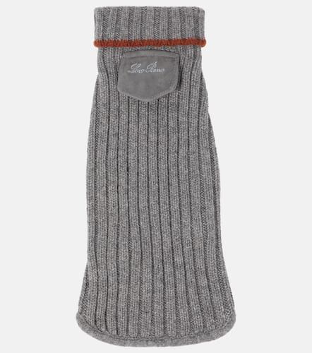 Ribbed-knit cashmere dog sweater - Loro Piana - Modalova